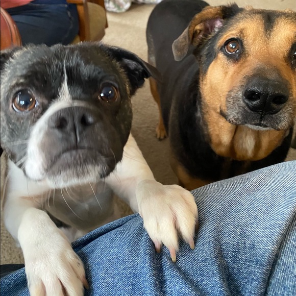 Meet your Posher, Faye - Picture 3 of 4